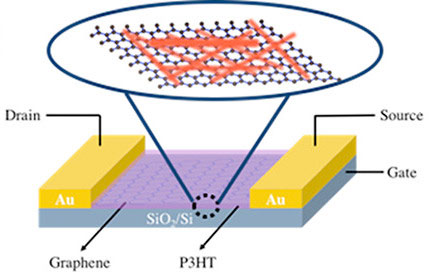Cartoon of a graphene-P3HT nanowire hybrid field-effect transistor