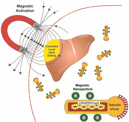 using a magnetic field to activate nanoparticle-attached baculoviruses in a tissue