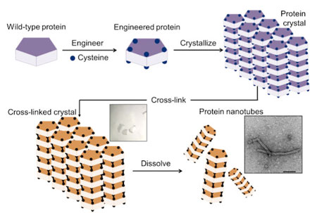 Construction of nanotubes from protein crystals