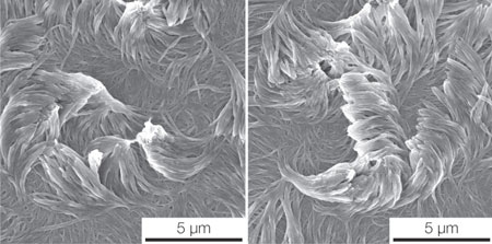 An electron microscope image of two arrays of fibers curving in opposite directions, each templated with a liquid crystal