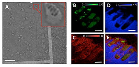 XRF images show the zinc (B), calcium (C), chlorine (D) distributions in the single bacteria