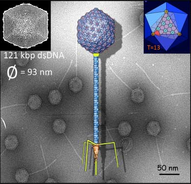 nano-weighing system for a virus
