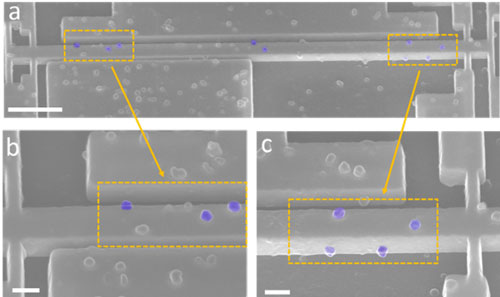 Electron microscopic photographs of T5 virus capsids on a nano mechanical resonator