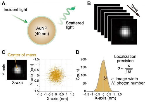 Flow chart to estimate localization precision of gold nanoparticles