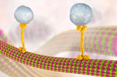 Microtubules convey molecules between cells in vesicles (large blue-gray spheres), which are transported along a microtubule by a kinesin motor protein (yellow bone-shaped structure)
