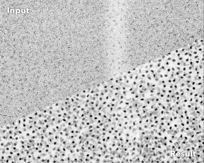 Noisy fluorescence microscopy image of cell nuclei of the planaria Schmidtea mediterranea (top) and the result after applying CARE (bottom)