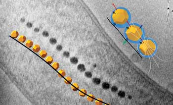Natural magnetic nanoarchitecture in magnetotactic bacteria