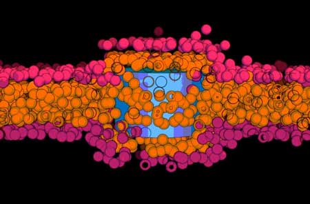 Nanotubes Trapped Inside the Membrane