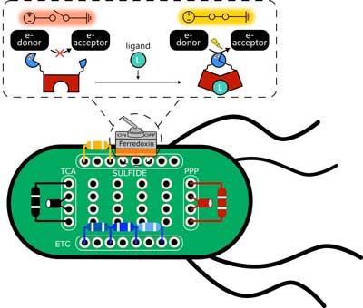 protein switches that can be used to control the flow of electrons