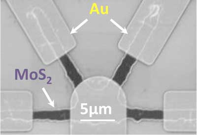 An electron microscope image showing the rectangular gold (Au) electrodes representing signalling neurons and the rounded electrode representing the receiving neuron