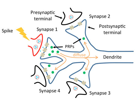 A diagram of a synapse receiving a signal from one of the connecting neurons