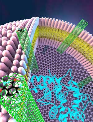 a block copolymer vesicle with carbon nanotube porins embedded in its walls