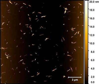 A dispersion of boron nitride nanotubes as seen through a microscope