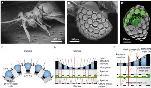 Natural Xenos peckii eye and the biological inspiration for the ultrathin digital camera