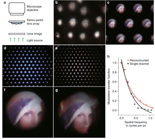 Optical images captured by the bioinspired ultrathin digital camera