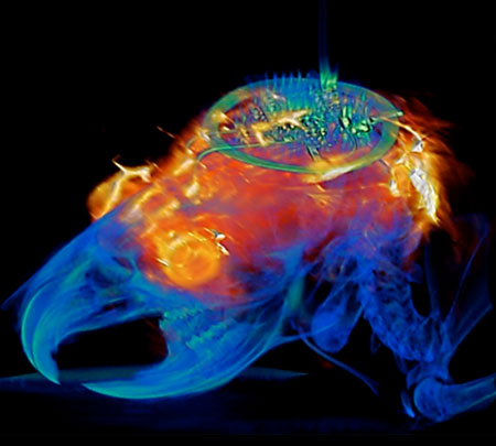 Imaging a Brain Implanted with a ?-ILED Device