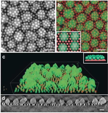 TEM images of a self-assembled nanocrystal-MOF superstructure