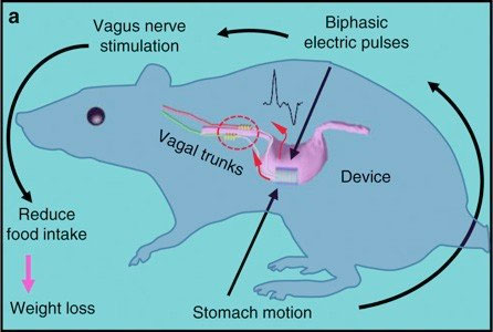 Stomach motion from eating causes the attached nanogenerator to produce electrical pulses