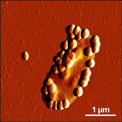 Silica nanoparticles adhering to an intestinal bacterium visualized by atomic force microscopy
