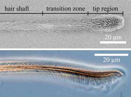 Under the microscope, different areas of the adhesive hair become visible
