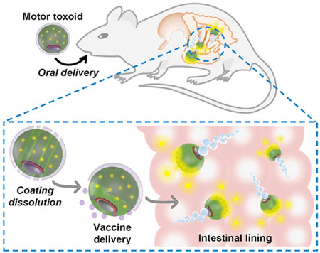 biomimetic self-propelling micromotor formulation for use as an oral antivirulence vaccine