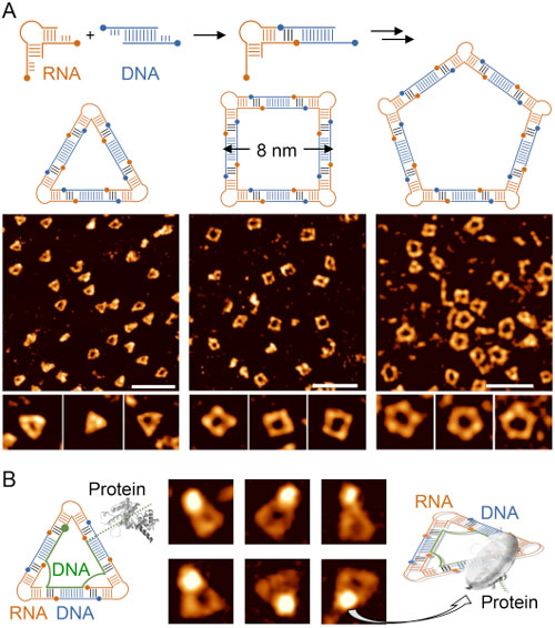Self-assembly and imaging of RNA-DNA hybrid nanoshapes