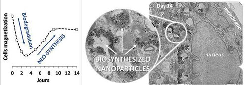 Synthesis of magnetic nanoparticles within stem cells