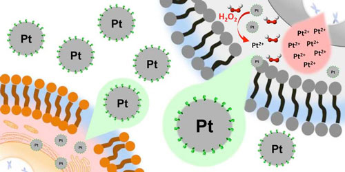 Non-oxidised platinum nanoparticles toxic effect on different cells