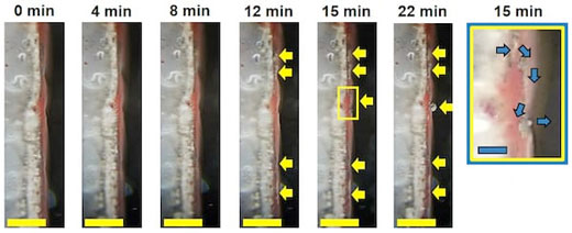 images of half-cell lithium metal battery show dendrites approaching a red phosphorus separator