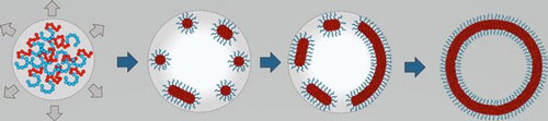 Schematic of the self-assembly from nano-droplets (left), intermediated by micelles and cylinders and plates (middle), into a liposome (right)