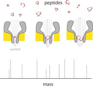 Measuring Peptide Mass Using Nanopores