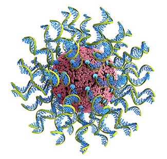 SNAs are ball-like forms of DNA and RNA arranged on the surface of a nanoparticle