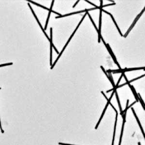 Image from transmission electron microscope of metallic glass nanorods