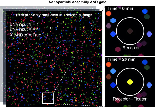 Dark-field Microscopic Analysis of Assembly AND Gate Operation on Lipid Nanotablet
