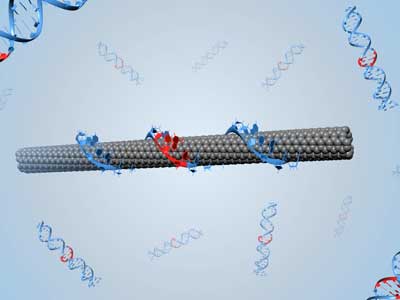 Illustration of a DNA-wrapped single-walled carbon nanotube