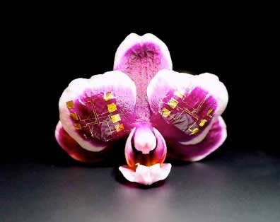 IGT-based NAND and NOR gates conform to the surface of orchid petals
