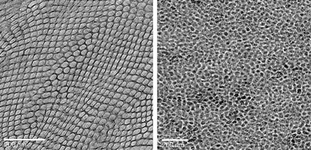 Electron micrograph images of membranes with ordered (left) and disordered (right) channel structures