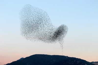collective behavior of a flock of birds synchronizing in flight