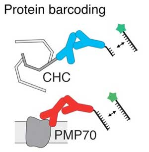 To image two proteins (CHC and PMP70) with the same fluorophore (green star), researchers targeted the proteins with two different lengths of DNA sequences attached to antibodies