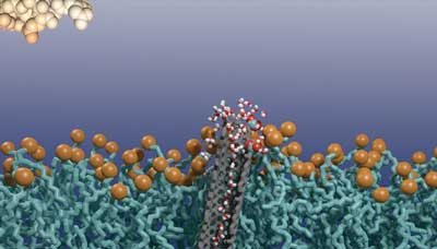 cross-section of a lipid bilayer with an embedded carbon nanotube porin resting on a silicon nanoribbon sensor surface