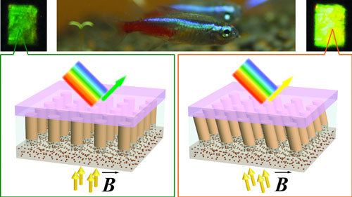 Fish-Inspired Material Changes Color Using Nanocolumns