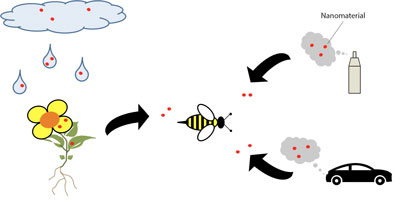 Potential exposure routes of nanomaterials to pollinating insects