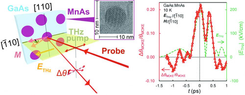 A terahertz pump pulse is focused on the surface of a semiconductor sample embedded with ferromagnetic nanoparticles, and a probe pulse detects the 'excited' dynamics