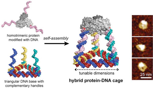 Hybrid-Protein DNA Cage