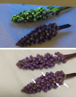 An external nanomaterial coating (luminescent green; top image) protects a lilyturf plant cutting from harsh UV rays (bottom image)