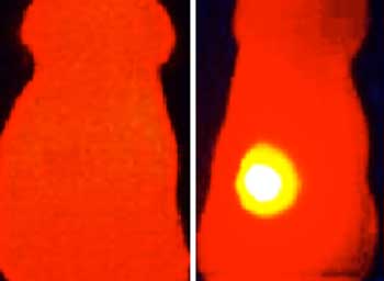 Infrared thermal image (right) shows elevated tumor (yellow) temperature in mice after laser irradiation in with OMV-melanin treated mice