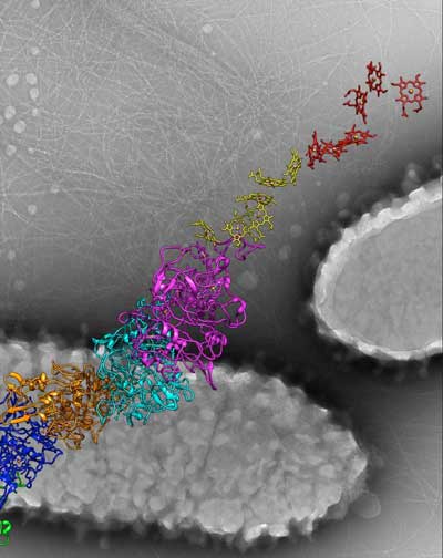 An atomic model for the microbial nanowires that conduct electricity is in the foreground, while two bacteria are seen in the electron micrograph in the background, surrounded by the nanowires