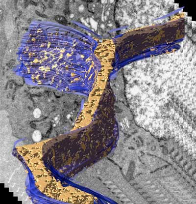 A 3D model of the endoplasmic reticulum (blue) displaying density associated with transiently expressed APEX2-tagged human Fic protein