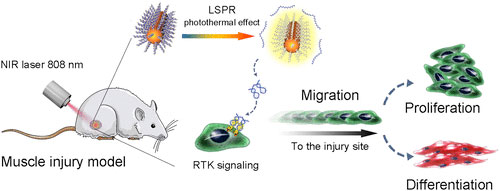 A novel near-infrared light-activated DNA agonist nanodevice for nongenetic manipulation of cell signaling and phenotype in deep tissues