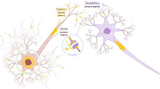 Neuron and synapse in biological neural network